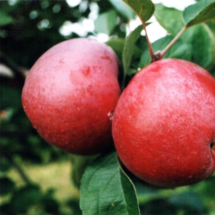 Malus domestica Spartan in the GardenTags plant encyclopedia Apple Spartan in the GardenTags plant encyclopedia