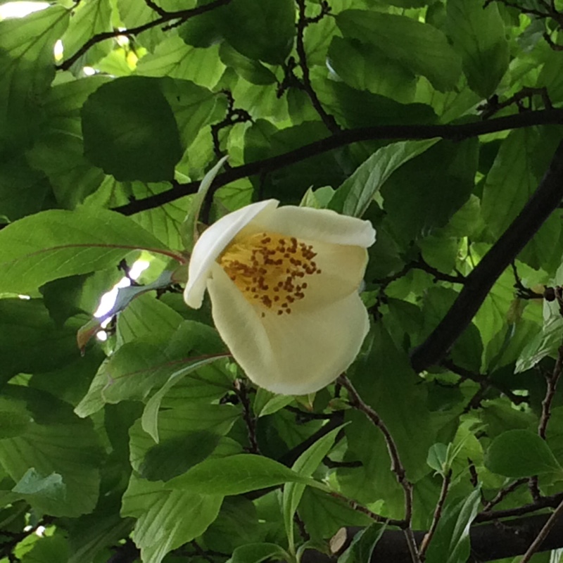 Stewartia pseudocamellia in the GardenTags plant encyclopedia Deciduous Camellia in the GardenTags plant encyclopedia