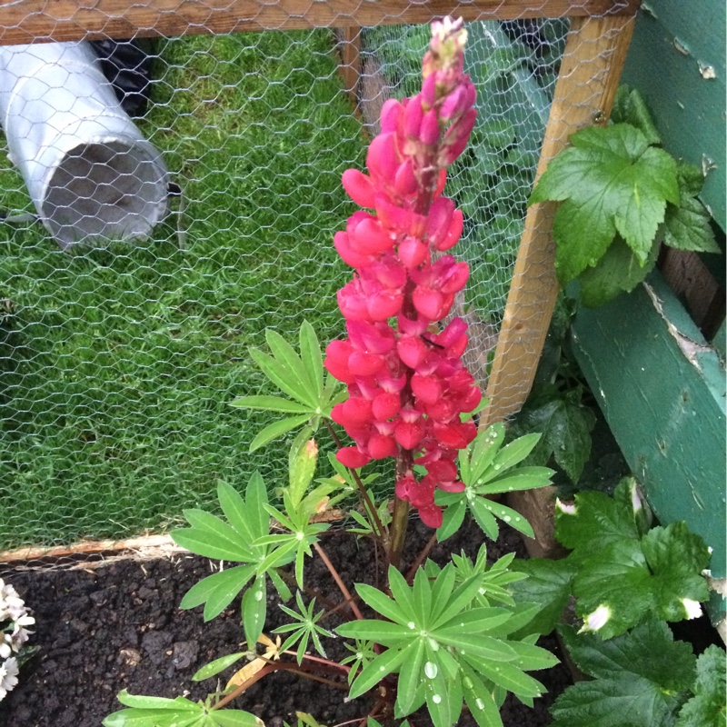 Lupinus Red Rum in the GardenTags plant encyclopedia Lupin Red Rum in the GardenTags plant encyclopedia