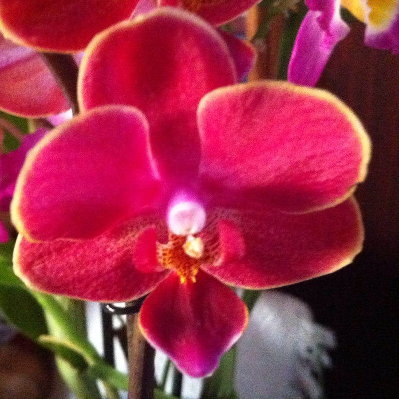 Phalaenopsis Russia in the GardenTags plant encyclopedia Moth Orchid in the GardenTags plant encyclopedia
