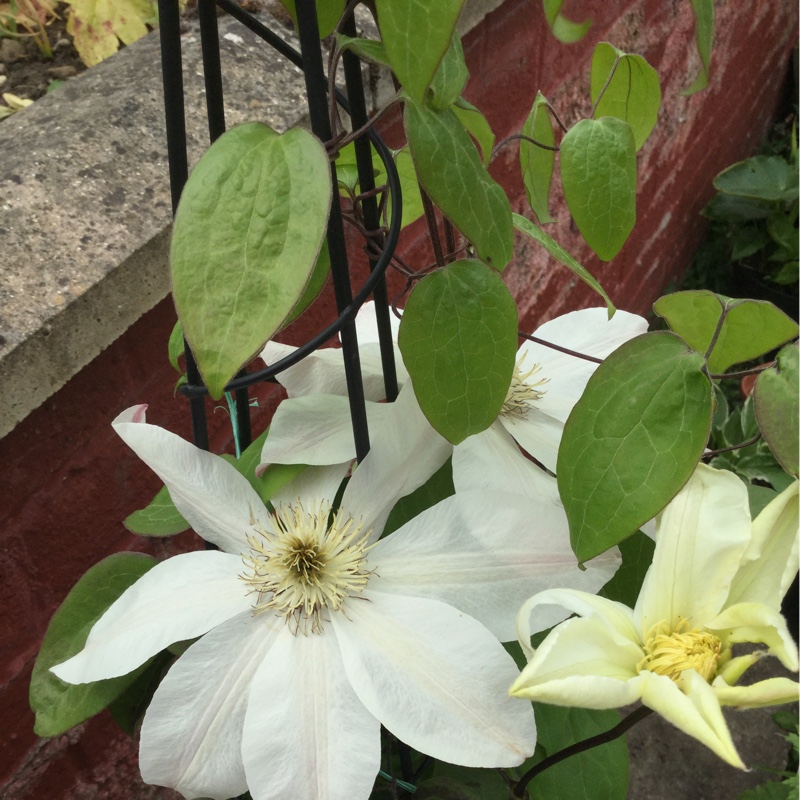 Clematis Wadas Primrose in the GardenTags plant encyclopedia Clematis Wadas Primrose in the GardenTags plant encyclopedia