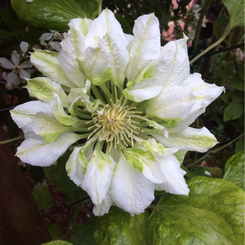 Clematis Diamond Ball in the GardenTags plant encyclopedia Clematis Diamond Ball in the GardenTags plant encyclopedia