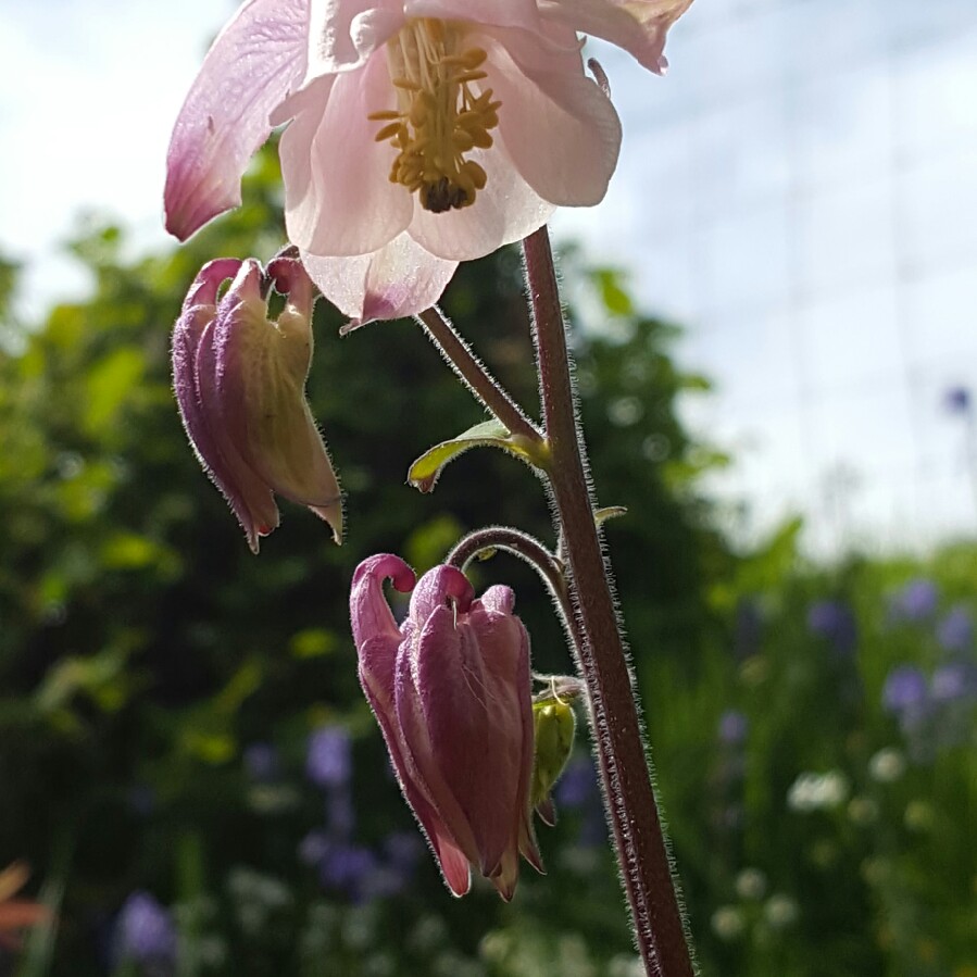 Aquilegia vulgaris Altrosa in the GardenTags plant encyclopedia Columbine Altrosa in the GardenTags plant encyclopedia