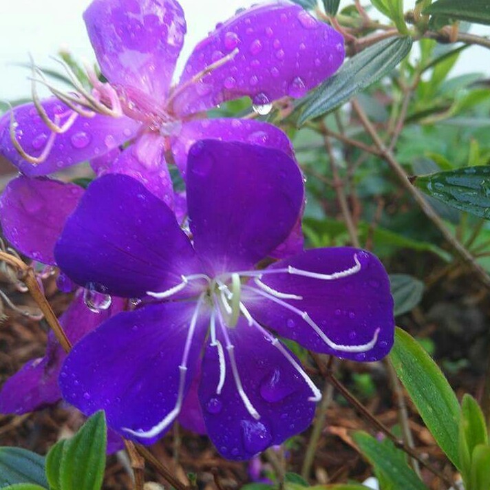 Tibouchina semidecandra in the GardenTags plant encyclopedia Glory Bush in the GardenTags plant encyclopedia