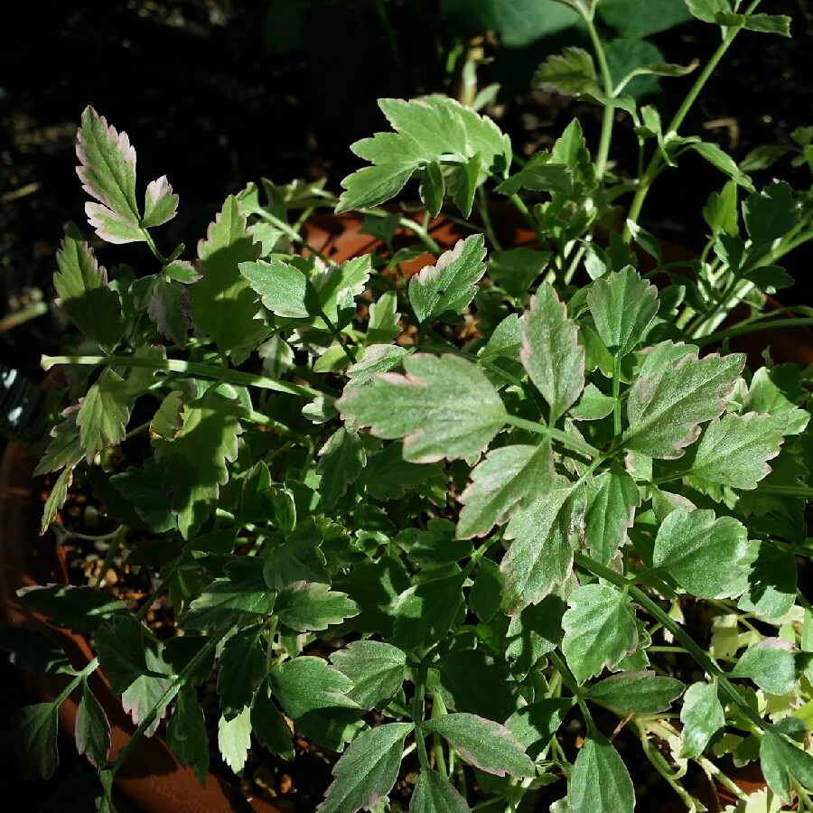 Aethionema cordifolium in the GardenTags plant encyclopedia Lebanese Cress in the GardenTags plant encyclopedia