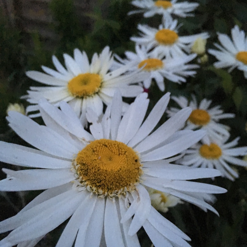 Leucanthemum x superbum Polaris in the GardenTags plant encyclopedia Shasta Daisy Polaris in the GardenTags plant encyclopedia