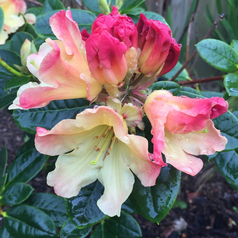 Rhododendron Nancy Evans in the GardenTags plant encyclopedia Rhododendron Nancy Evans in the GardenTags plant encyclopedia
