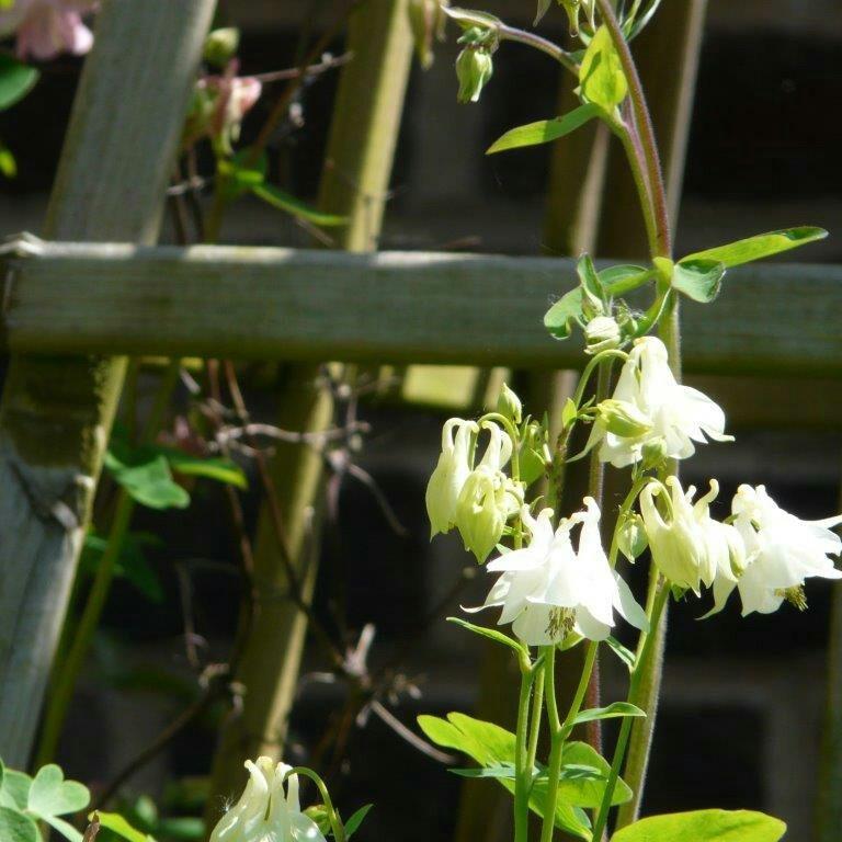 ColumbineElegant Opal in the GardenTags plant encyclopedia