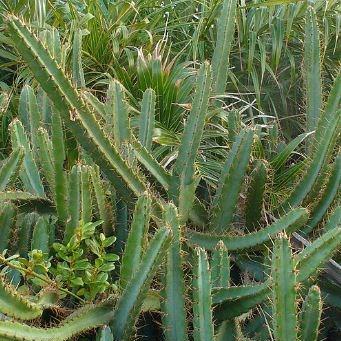 Cereus fernambucensis Lem in the GardenTags plant encyclopedia Cereus fernambucensis in the GardenTags plant encyclopedia