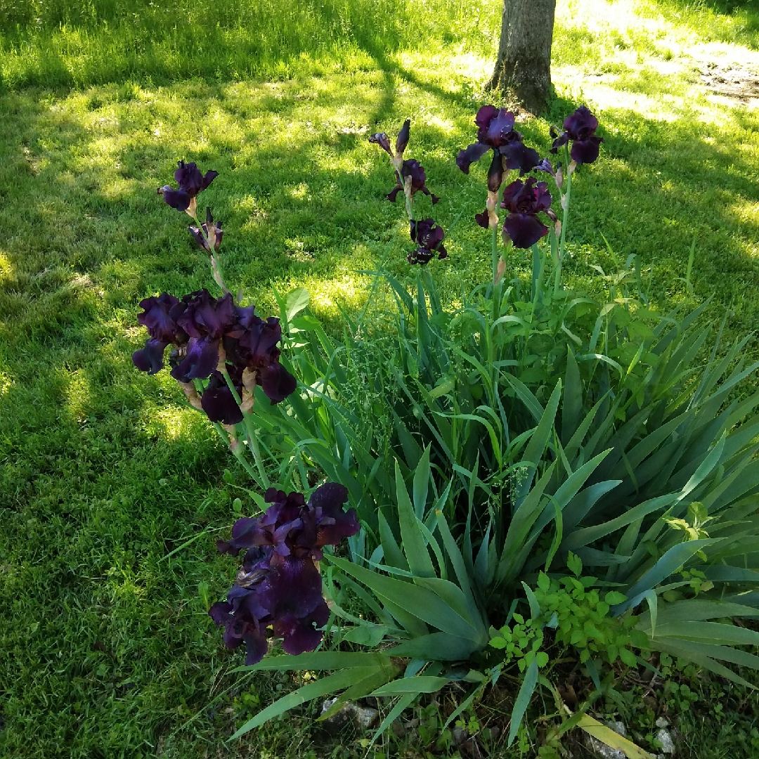 Iris x germanica Dark Vader in the GardenTags plant encyclopedia Bearded Iris Dark Vader (Standard Dwarf) in the GardenTags plant encyclopedia