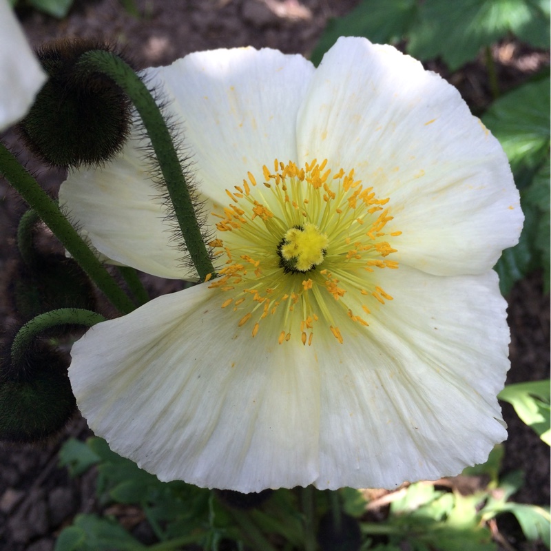 Papaver nudicaule Champagne Bubbles White (Champagne Bubbles Group) in the GardenTags plant encyclopedia Icelandic Poppy Champagne Bubbles White in the GardenTags plant encyclopedia