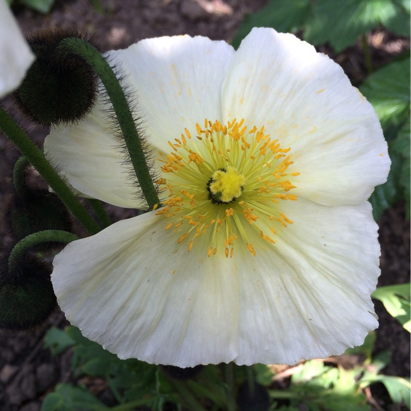 Papaver nudicaule 'Champagne Bubbles White' (Champagne Bubbles Group ...