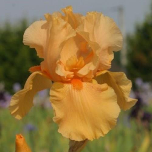 Iris x germanica Skyfire in the GardenTags plant encyclopedia Bearded Iris Skyfire (Tall) in the GardenTags plant encyclopedia
