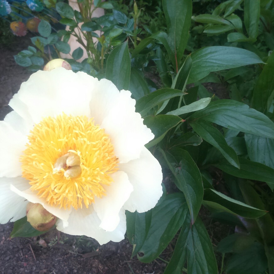 Paeonia Claire de Lune in the GardenTags plant encyclopedia Peony Claire de Lune (Herbaceous) in the GardenTags plant encyclopedia