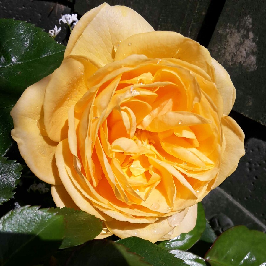 Rosa Wekvossutono syn. Rosa Julia Child, Rosa Absolutely Fabulous, Rosa Soul Mate, Rosa Jirina Bohdalova, Rosa Anisade in the GardenTags plant encyclopedia Rose Julia Child (Floribunda) in the GardenTags plant encyclopedia