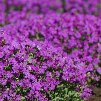 Aubrieta x cultorum Cascade Purple in the GardenTags plant encyclopedia Trailing Rock Cress Cascade Purple in the GardenTags plant encyclopedia