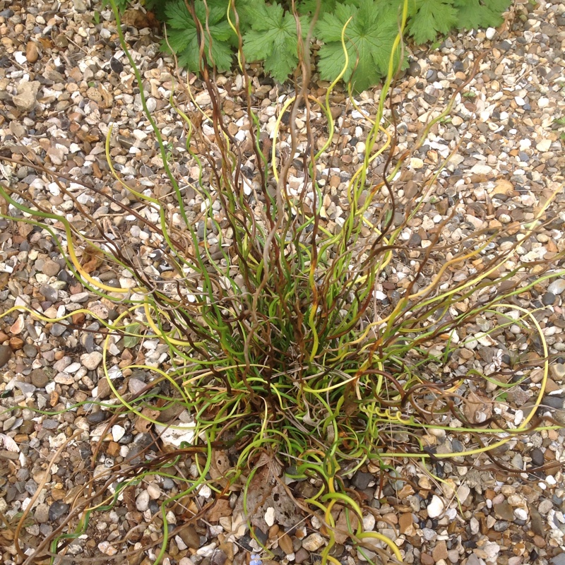 Juncus filiformis in the GardenTags plant encyclopedia Thread rush in the GardenTags plant encyclopedia