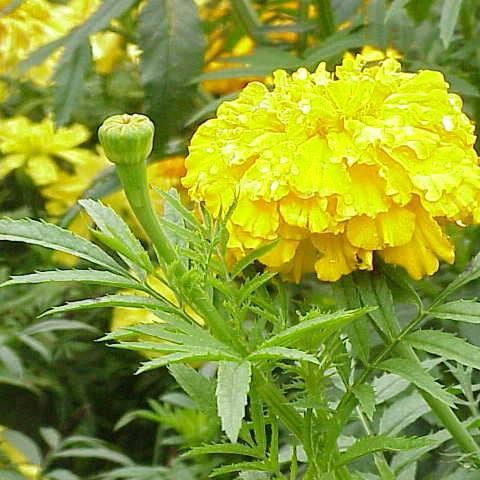 African Marigold in the GardenTags plant encyclopedia