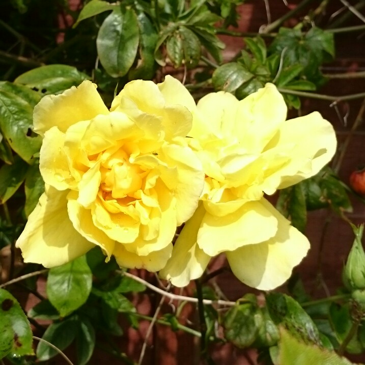 Rose Golden Showers in the GardenTags plant encyclopedia
