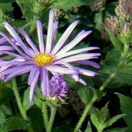 Aster thomsonii Nanus in the GardenTags plant encyclopedia Aster Nanus in the GardenTags plant encyclopedia