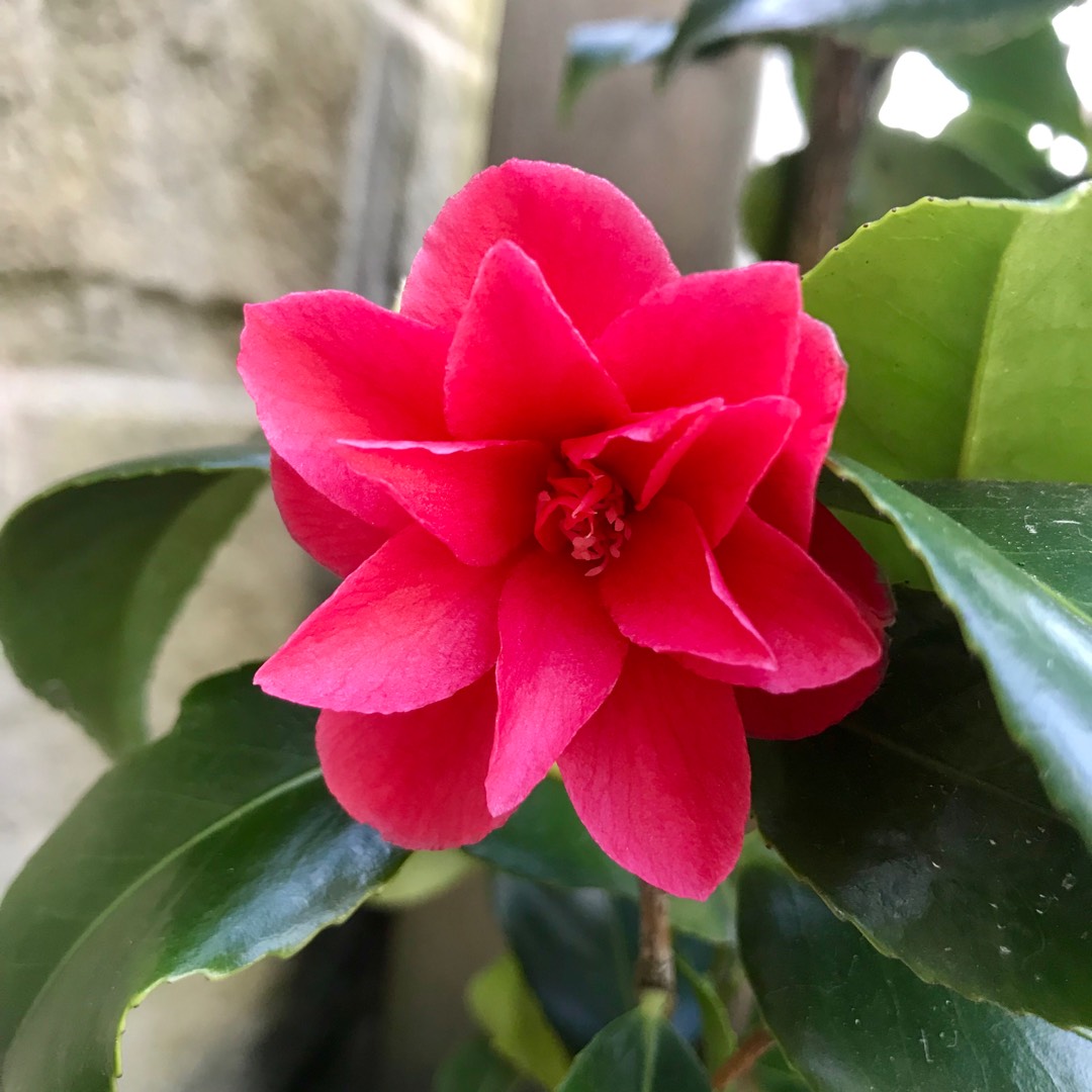Camellia williamsii in the GardenTags plant encyclopedia Camellia williamsii in the GardenTags plant encyclopedia