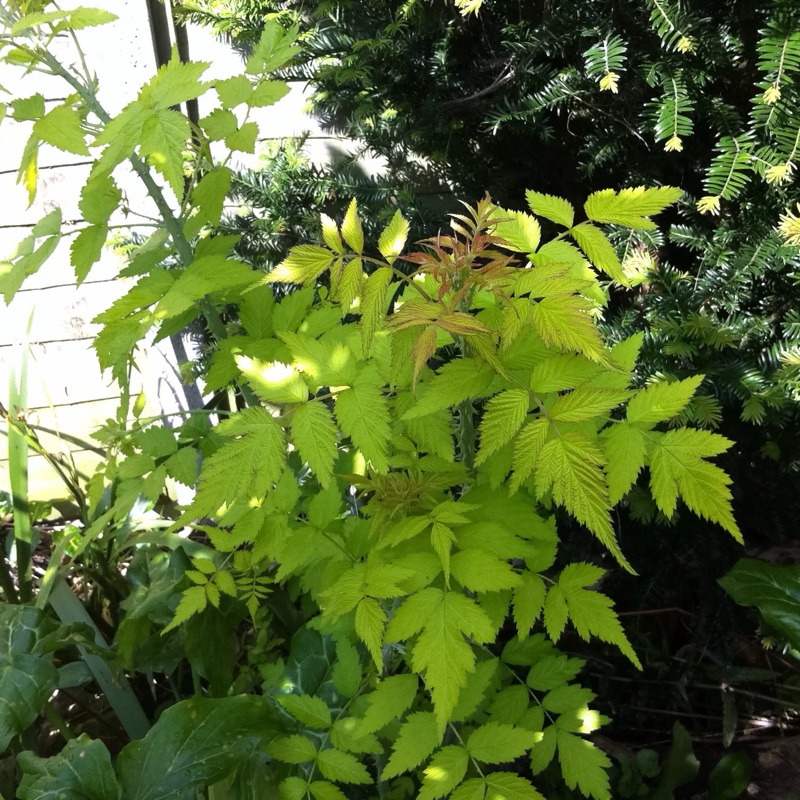 Rubus Cockburnianus Goldenvale syn. Rubus cockburnianus Wyego in the GardenTags plant encyclopedia White Stemmed Bramble Goldenvale in the GardenTags plant encyclopedia