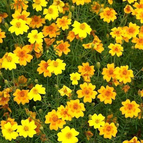 Tagetes tenuifolia Ornament in the GardenTags plant encyclopedia Dwarf marigold Ornament in the GardenTags plant encyclopedia