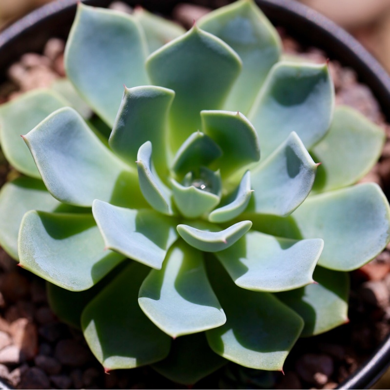 Echeveria Humilis in the GardenTags plant encyclopedia Echeveria Humilis in the GardenTags plant encyclopedia