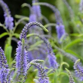 Veronica longifolia Blauriesin syn. Veronica longifolia Blue Giantess, Veronica longifolia Foersters Blue in the GardenTags plant encyclopedia Long-Leaf Speedwell Blauriesin in the GardenTags plant encyclopedia