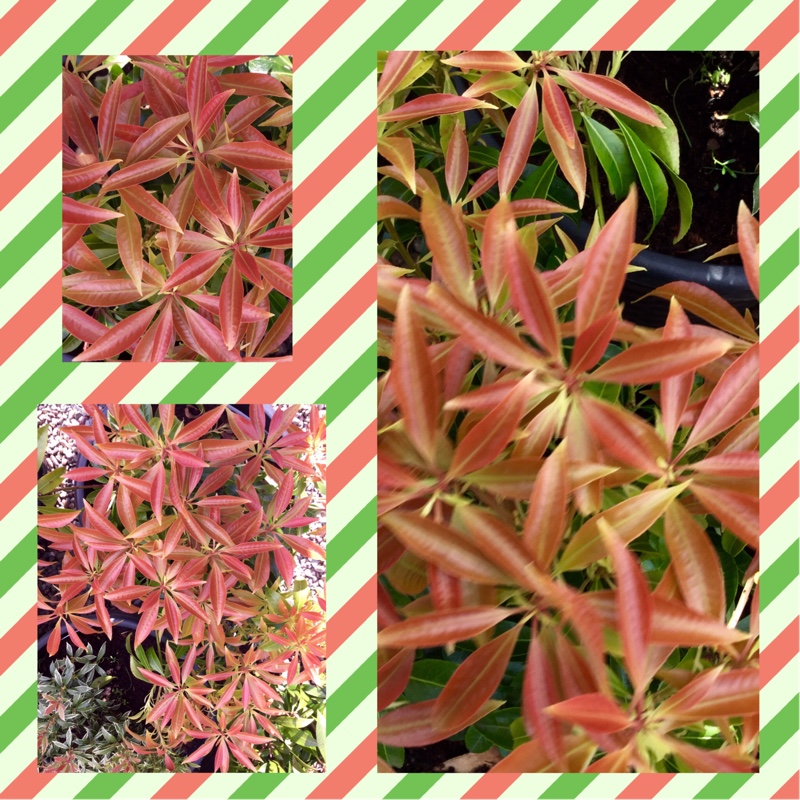 Pieris japonica Scarlett OHara in the GardenTags plant encyclopedia Pieris Scarlett OHara in the GardenTags plant encyclopedia