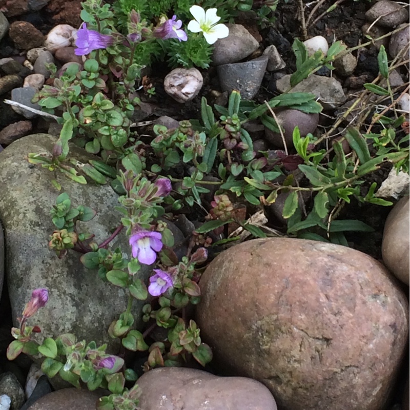 Chaenorhinum origanifolium Blue Dream in the GardenTags plant encyclopedia Malling Toadflax Blue Dream in the GardenTags plant encyclopedia