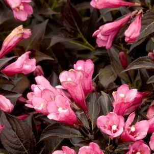 Weigela Dark Horse in the GardenTags plant encyclopedia