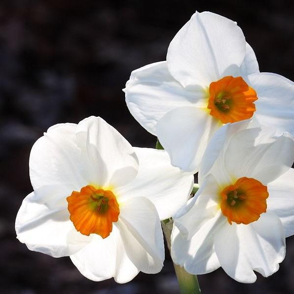 Narcissus Geranium syn. Narcissus Advance in the GardenTags plant encyclopedia Daffodil Geranium (Tazetta) in the GardenTags plant encyclopedia