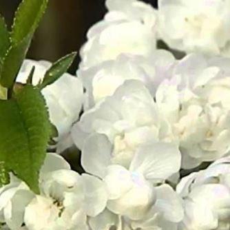 Prunus avium Plena in the GardenTags plant encyclopedia Double White Cherry Plena in the GardenTags plant encyclopedia