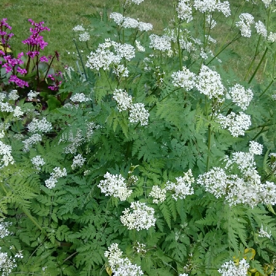 Myrrhis odorata in the GardenTags plant encyclopedia Sweet Cicely in the GardenTags plant encyclopedia