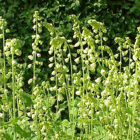 Tellima grandiflora in the GardenTags plant encyclopedia Fringe Cups in the GardenTags plant encyclopedia