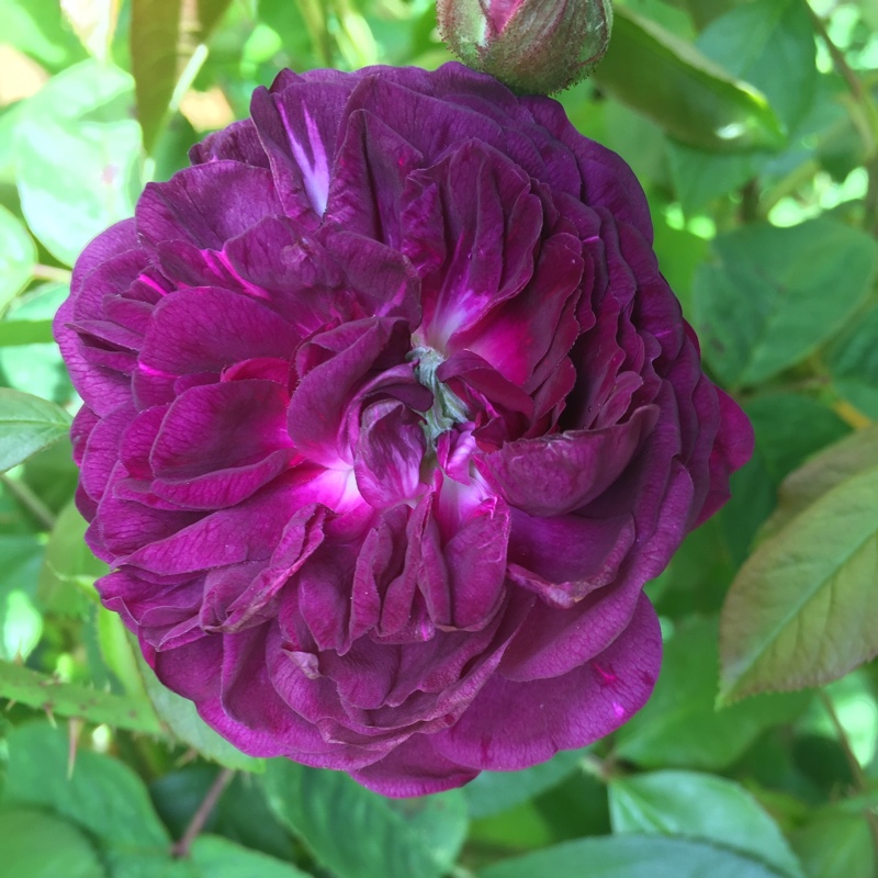 Rosa Cardinal de Richelieu syn. Rosa Rose Van Sian in the GardenTags plant encyclopedia Rose Cardinal de Richelieu (Gallica) in the GardenTags plant encyclopedia