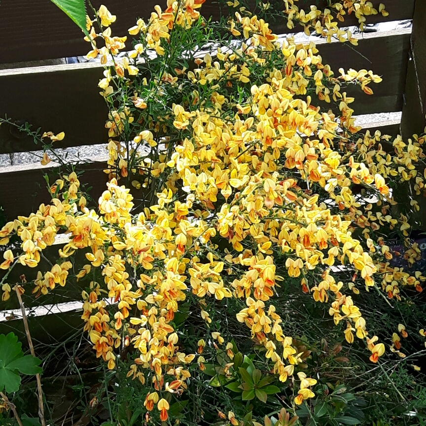 Cytisus x beanii in the GardenTags plant encyclopedia Beans Broom in the GardenTags plant encyclopedia