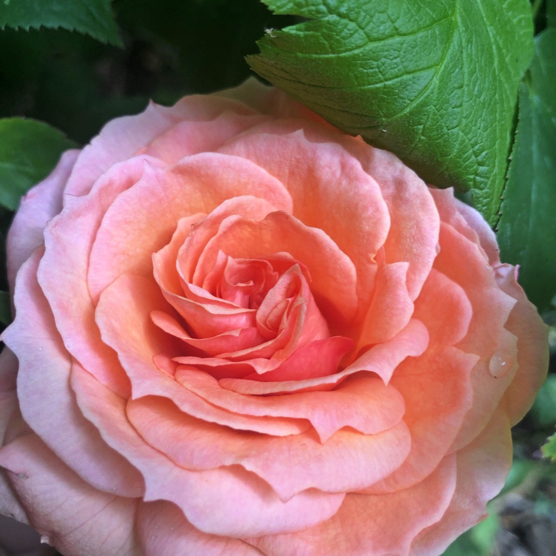 Rosa Ausbrass syn. Rosa The Lady Gardener in the GardenTags plant encyclopedia Rose The Lady Gardener (Shrub) in the GardenTags plant encyclopedia