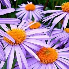 Aster tongolensis Wartburgstern in the GardenTags plant encyclopedia Summer aster in the GardenTags plant encyclopedia