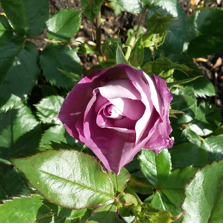 Rosa Blue For You syn Pacific Dream in the GardenTags plant encyclopedia Rose Blue For You in the GardenTags plant encyclopedia