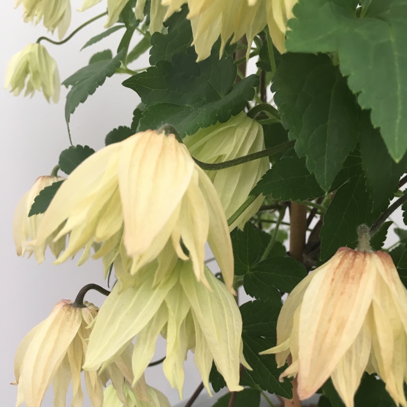 Clematis Amber in the GardenTags plant encyclopedia