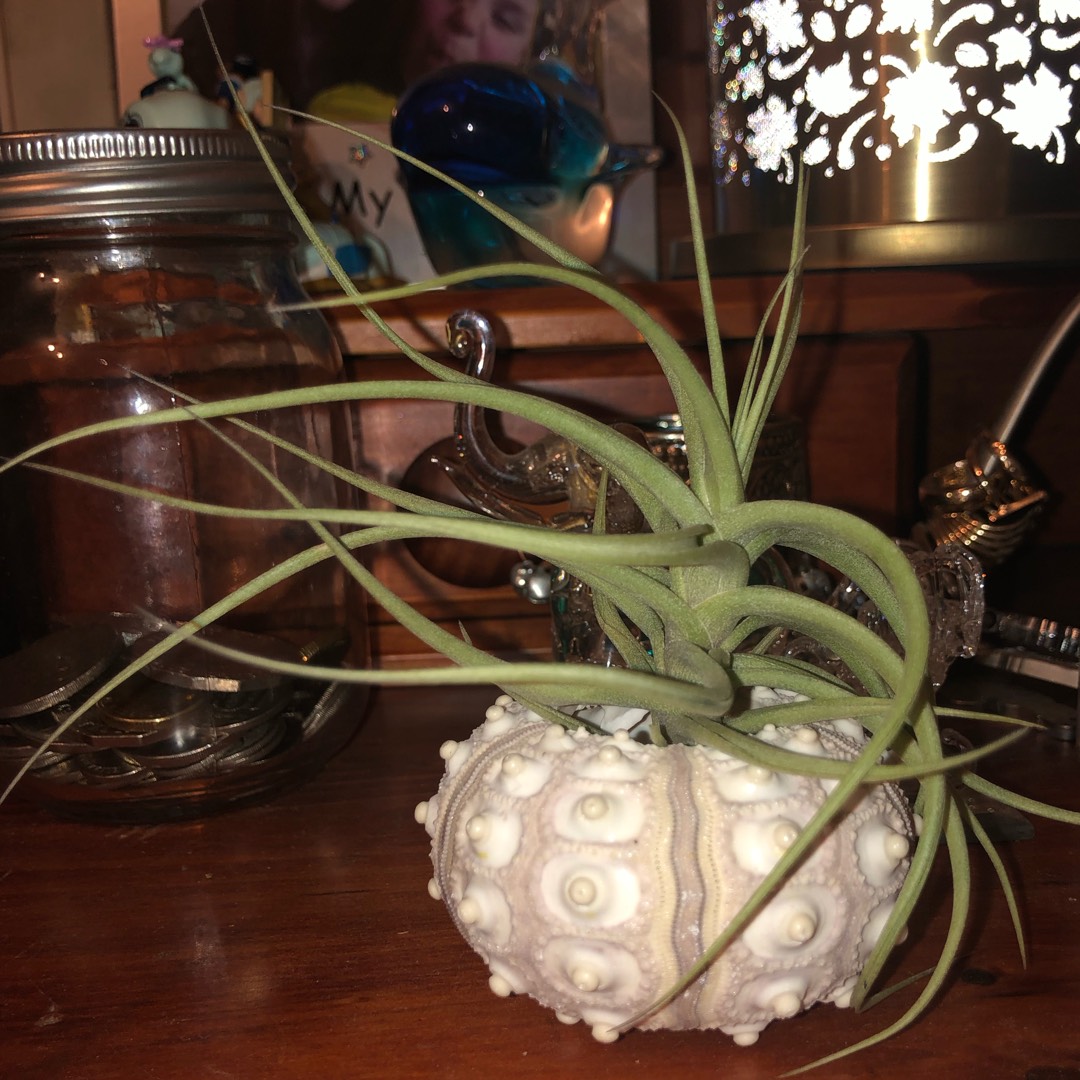 Tillandsia aeranthos Grisea in the GardenTags plant encyclopedia Airplant Grisea in the GardenTags plant encyclopedia