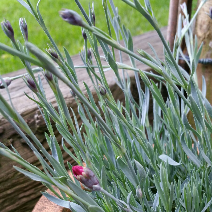Dianthus Devon Xera Firestar in the GardenTags plant encyclopedia Alpine Pink Firestar in the GardenTags plant encyclopedia