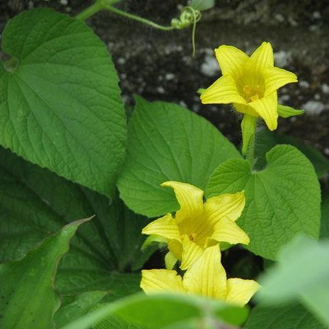 Thladiantha dubia in the GardenTags plant encyclopedia Goldencreeper in the GardenTags plant encyclopedia