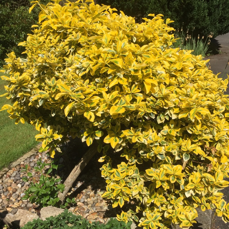 Ligustrum Lucidum Excelsum Superbum in the GardenTags plant encyclopedia Privet Excelsum Superbum in the GardenTags plant encyclopedia