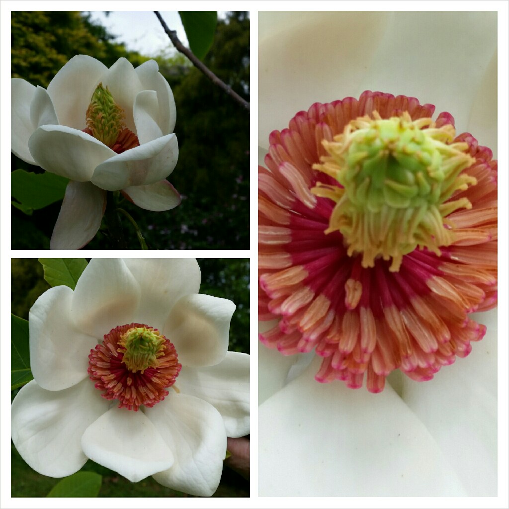Magnolia x wieseneri in the GardenTags plant encyclopedia Watsons magnolia in the GardenTags plant encyclopedia