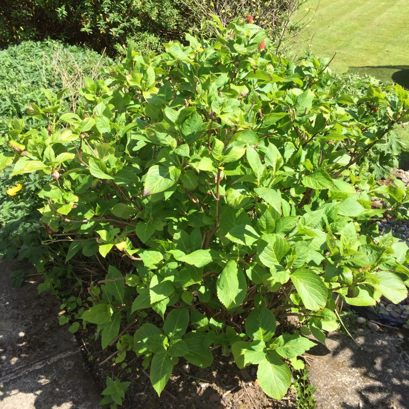 Hydrangea Blue Bonnet in the GardenTags plant encyclopedia