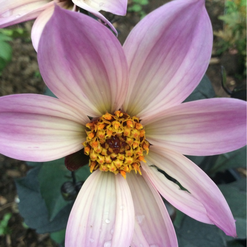Dahlia Hdpi117 (Happy Days Series) syn. Dahlia Happy Days Pink in the GardenTags plant encyclopedia Dahlia Happy Days Pink (Bedding) in the GardenTags plant encyclopedia