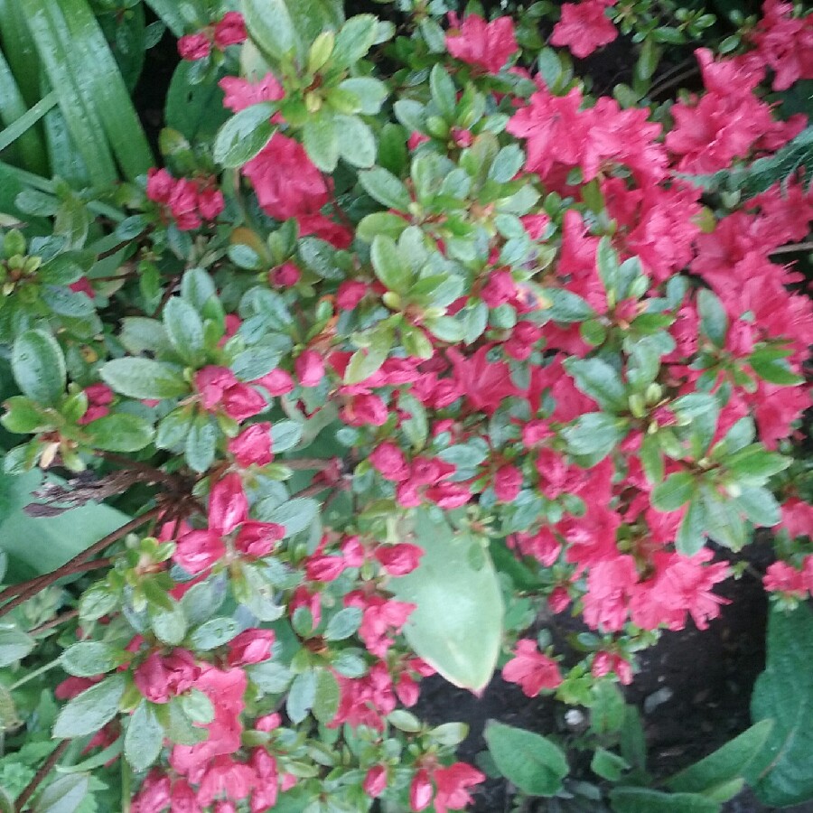 Rhododendron (Aronense Group) Satschiko syn. Rhododendron Geisha Orange in the GardenTags plant encyclopedia Azalea Satschiko in the GardenTags plant encyclopedia
